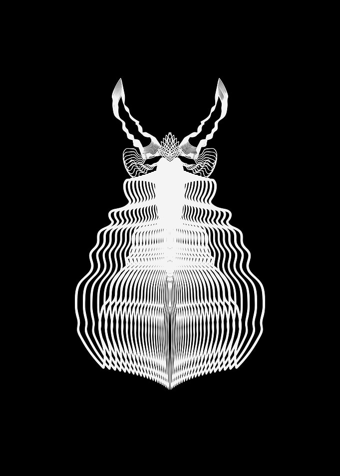 Coleoptera