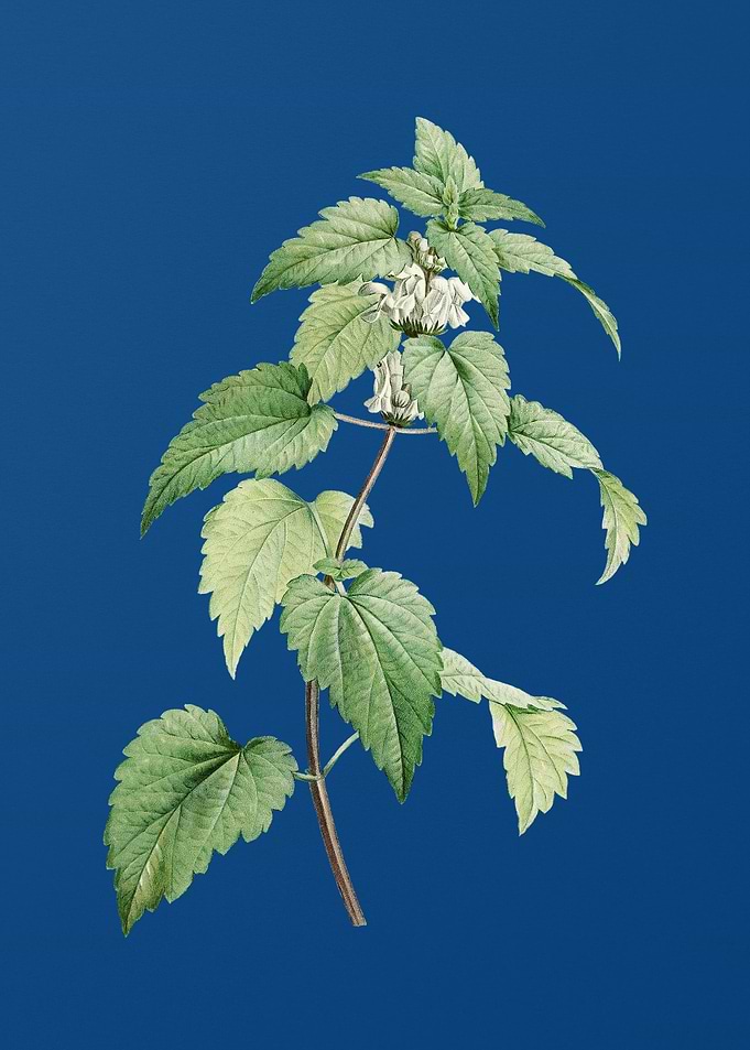 White Dead Nettle Plant