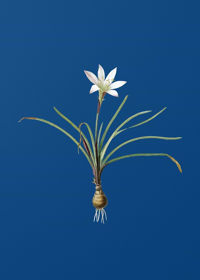 Vintage Rain Lily