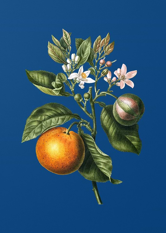 Bitter Orange on Blue
