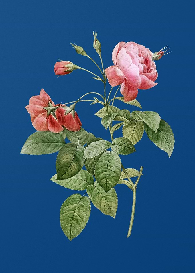 Pink Boursault Rose