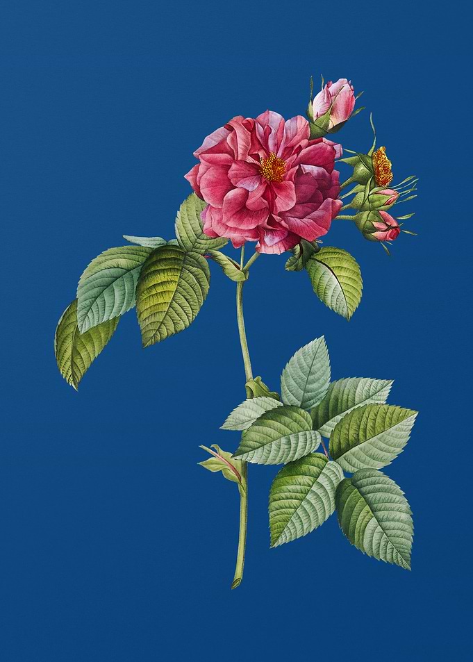 Pink Francfort Rose