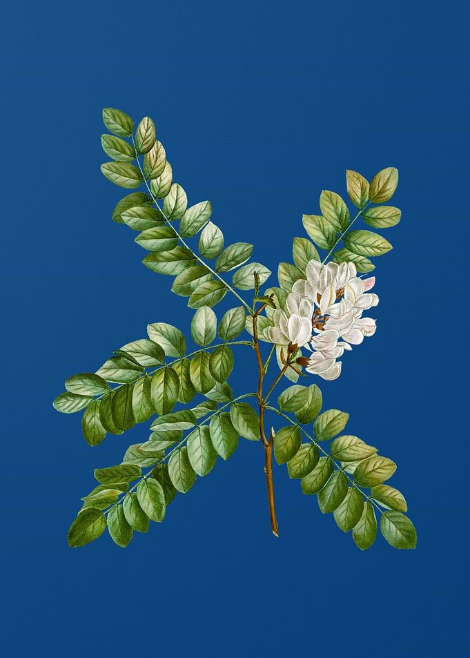 Clammy Locust on Blue