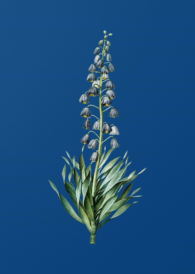 Persian Lily on Blue