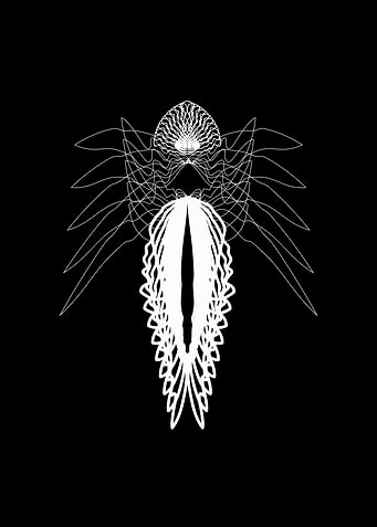 Cicadoidea