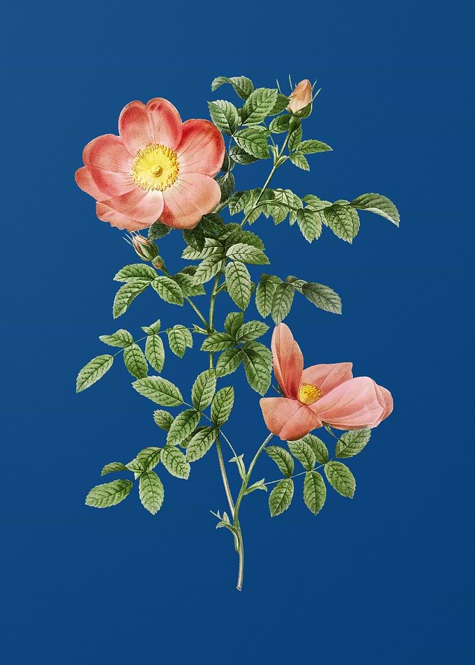 Red Sweetbriar Rose
