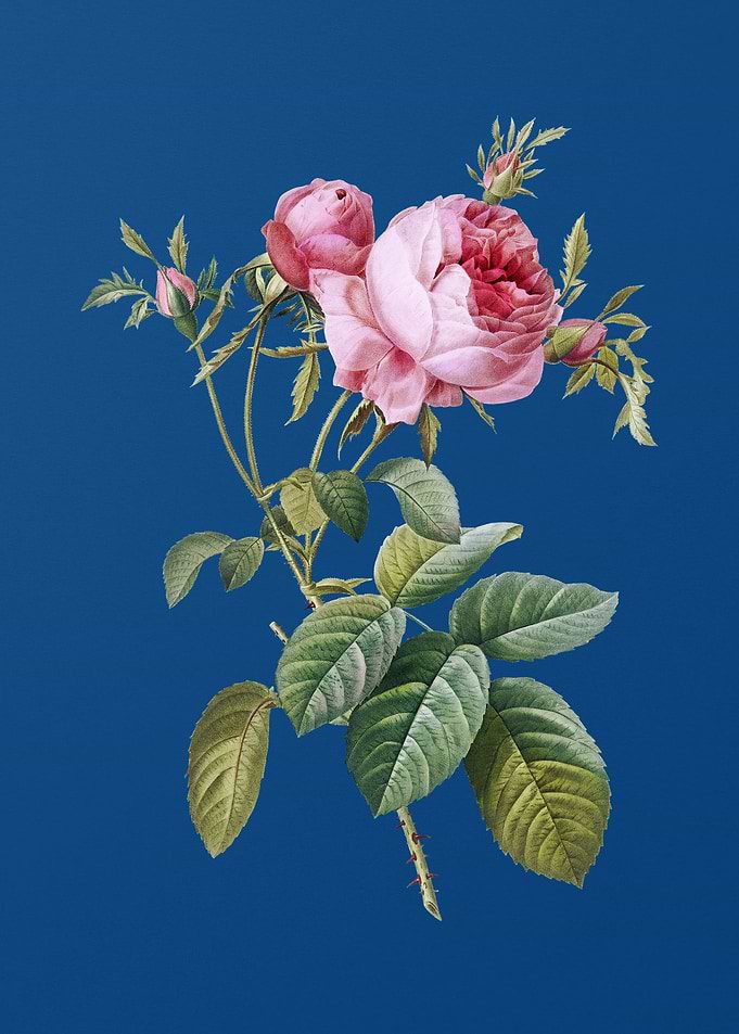 Pink Cabbage Rose de Mai