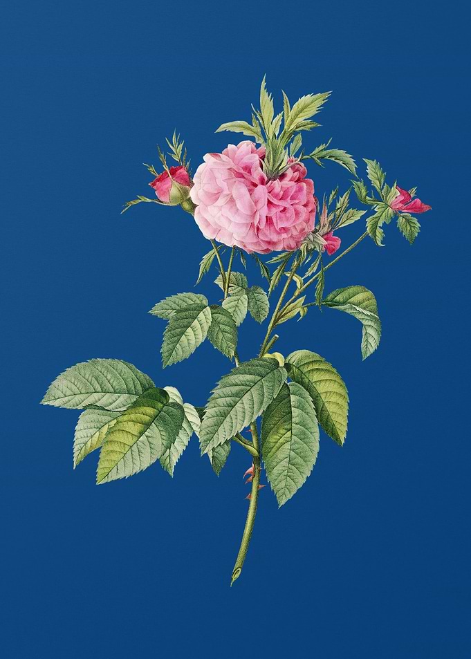 Pink Agatha Rose on Blue
