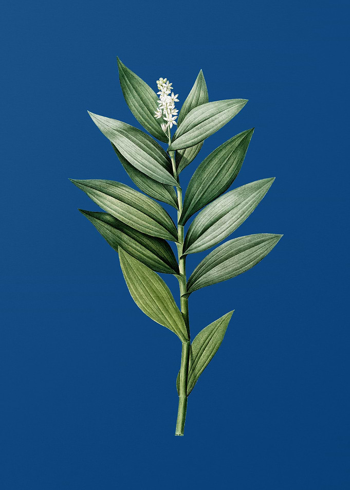 Smilacina Stellata on Blue