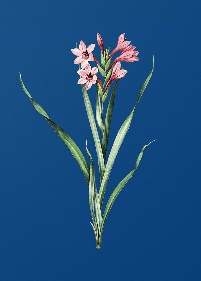 Sword Lily