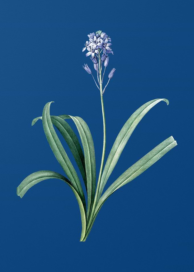 Spanish Bluebell on Blue