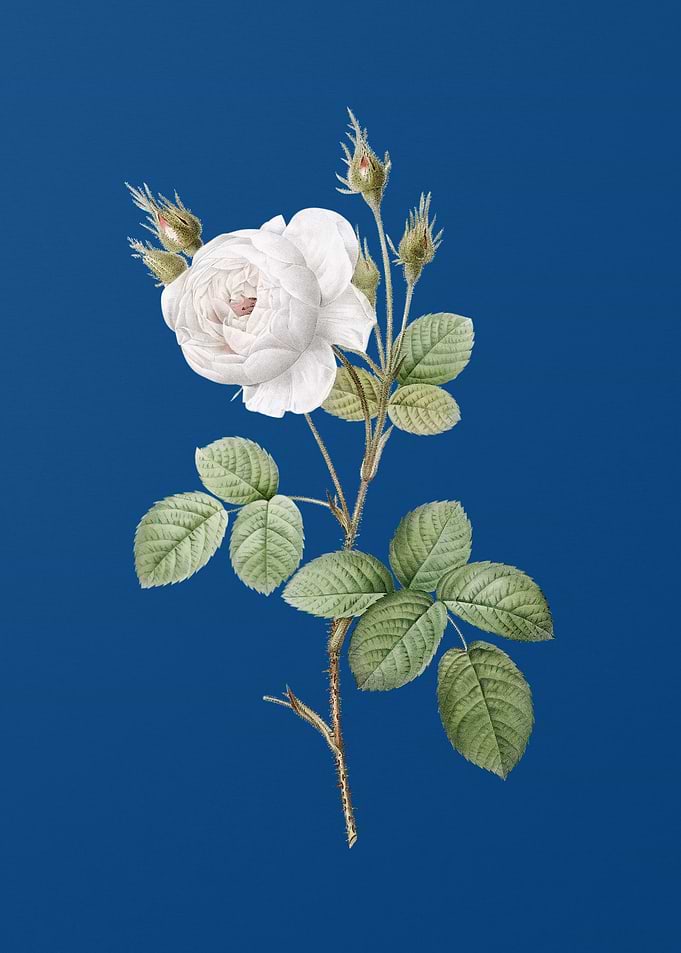 White Misty Rose