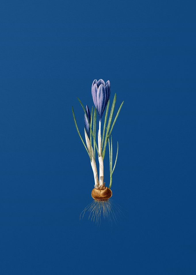 Spring Crocus on Blue