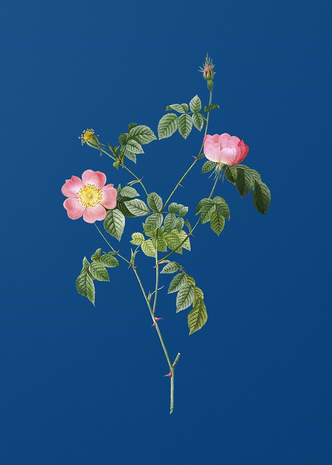 Pink Austrian Copper Rose