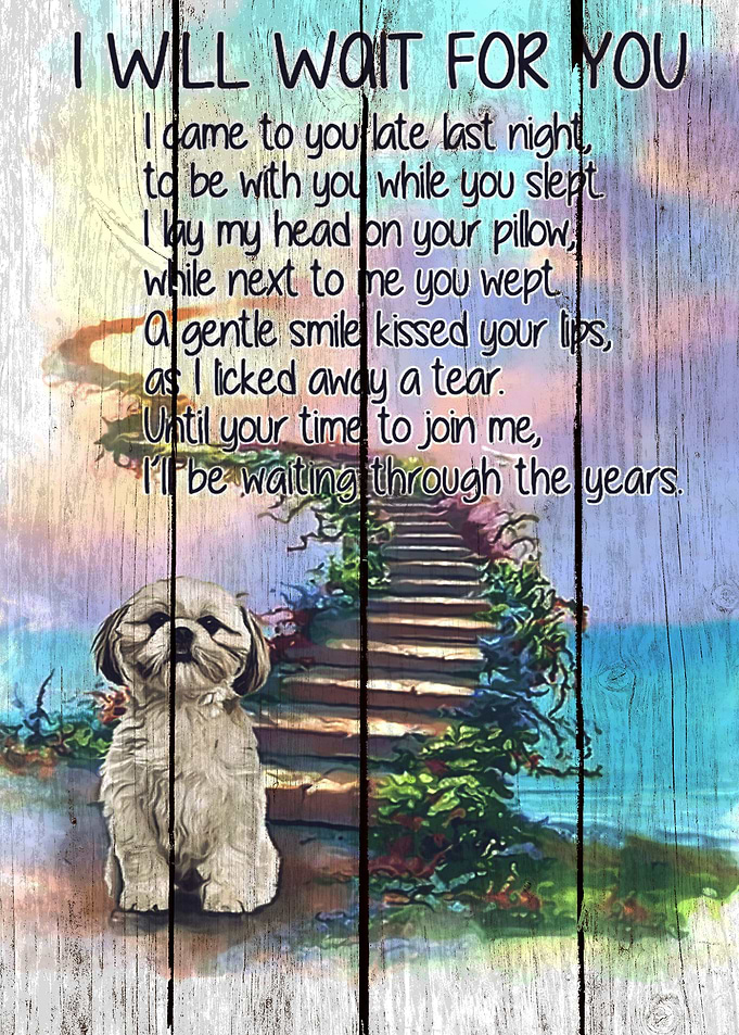 Shih Tzu
