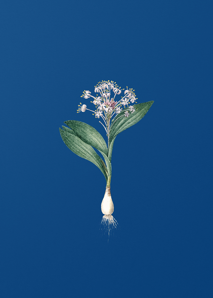 Vintage Pygmy Hyacinth
