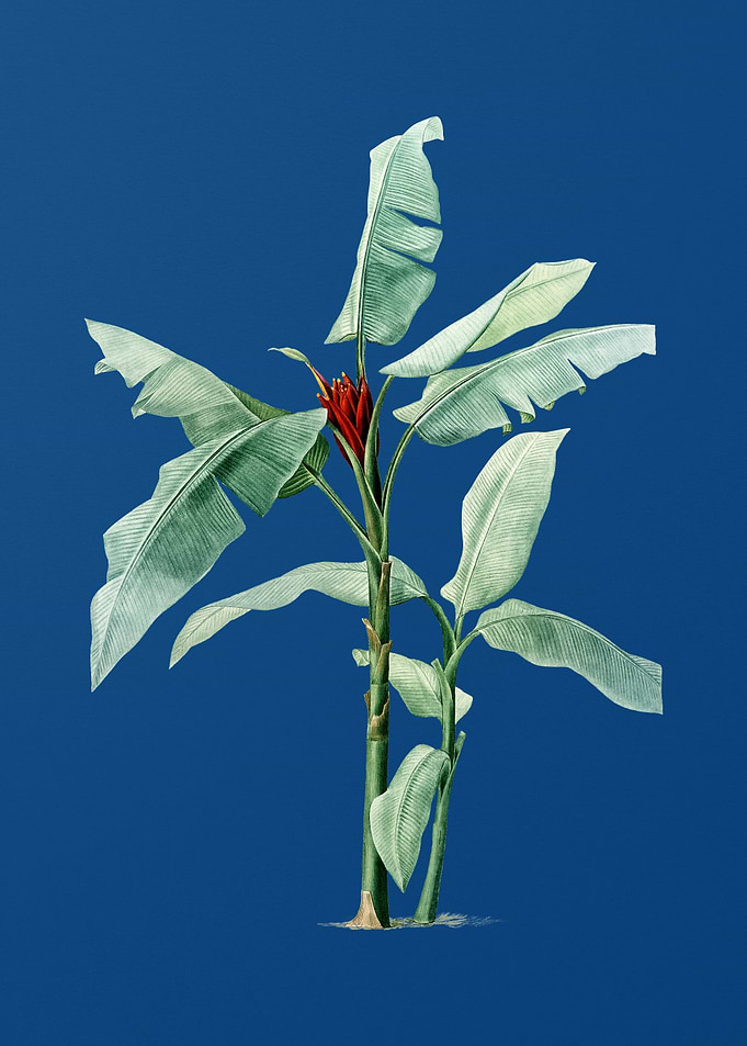 Scarlet Banana on Blue