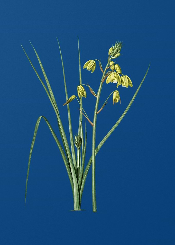 Slime Lily on Blue