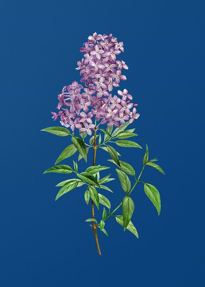 Blooming Persian Lilac