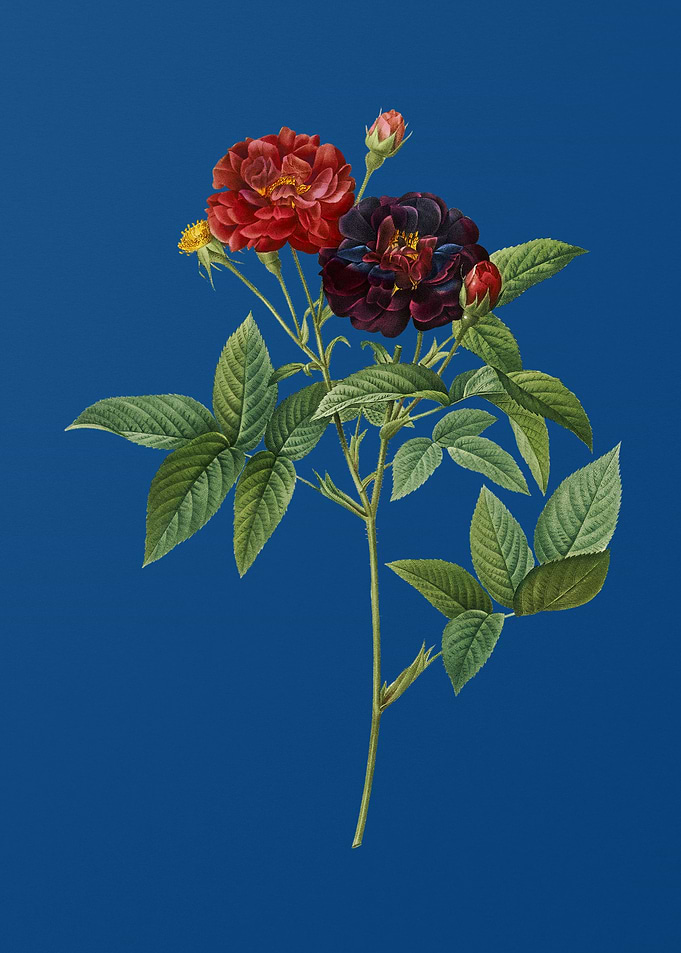 Van Eeden Rose