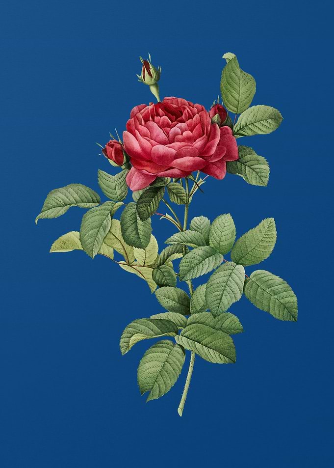 Red Gallic Rose on Blue