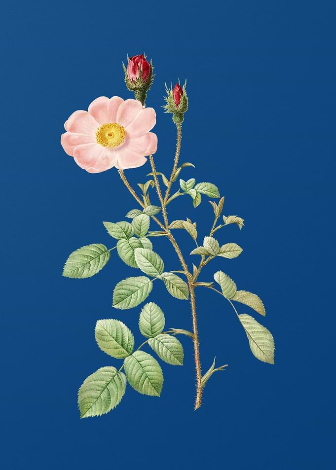 Vintage Sparkling Rose