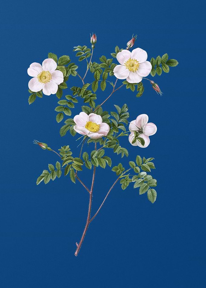 White Candolles Rose