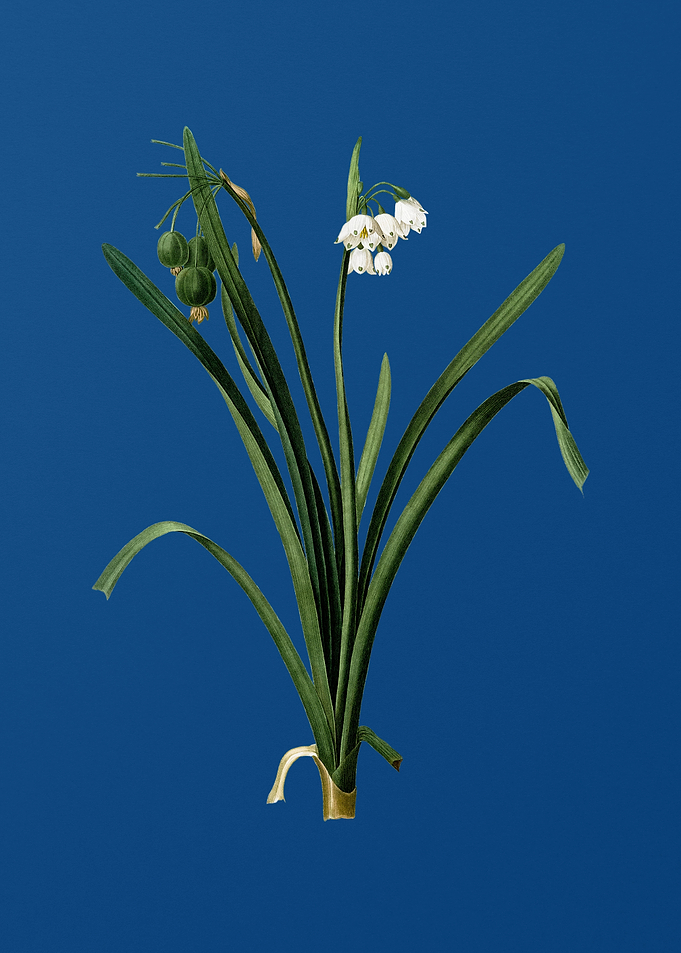 Summer Snowflake