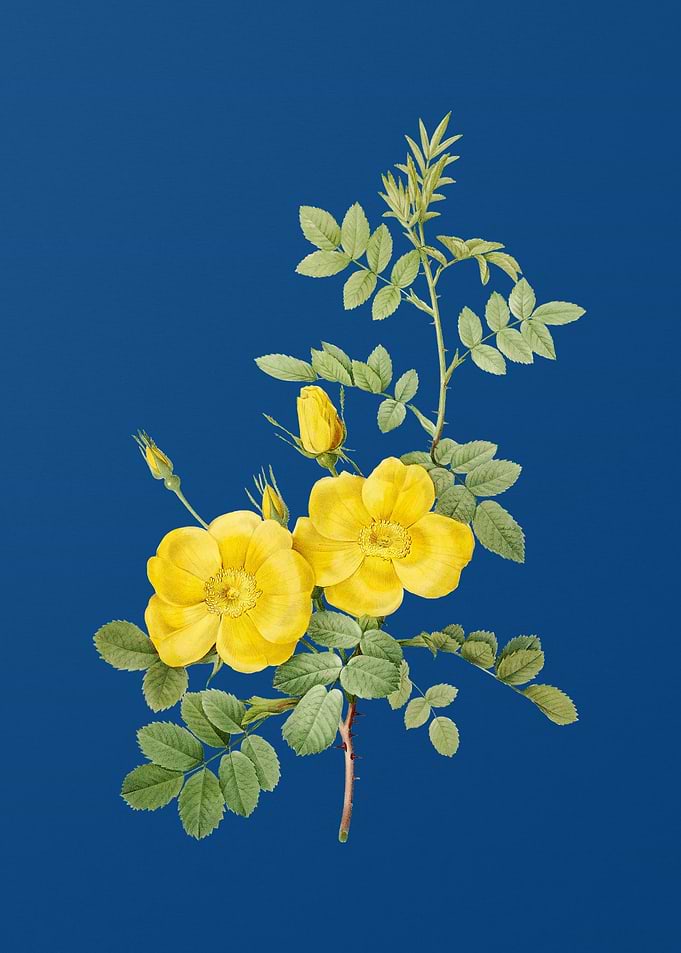 Yellow Sweetbriar Roses