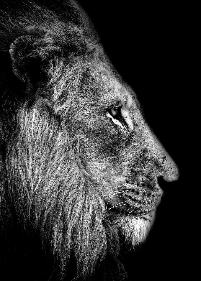 wild lion head black