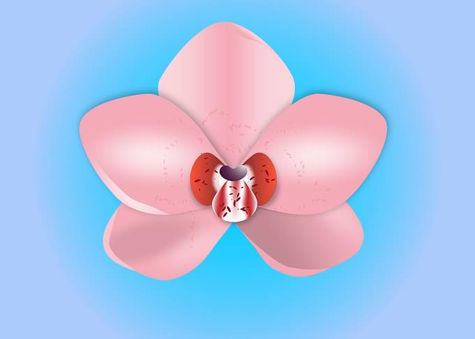 orchid