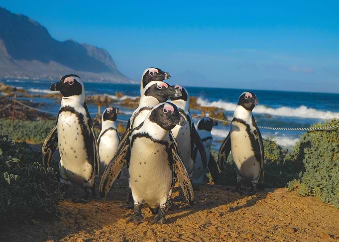 Pinguins