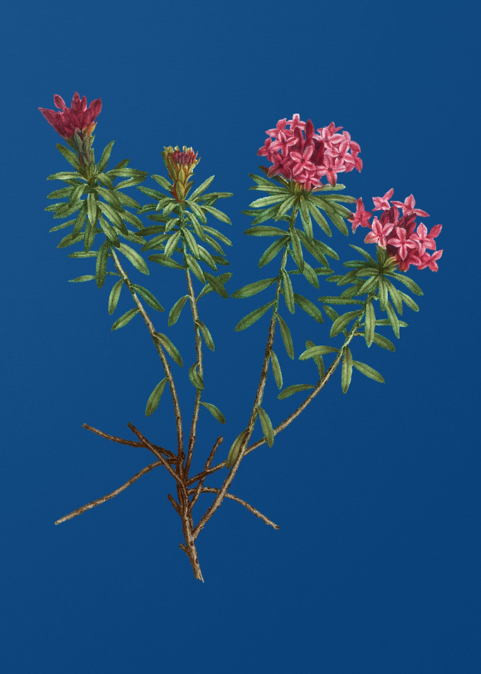Blooming Garland Flowers