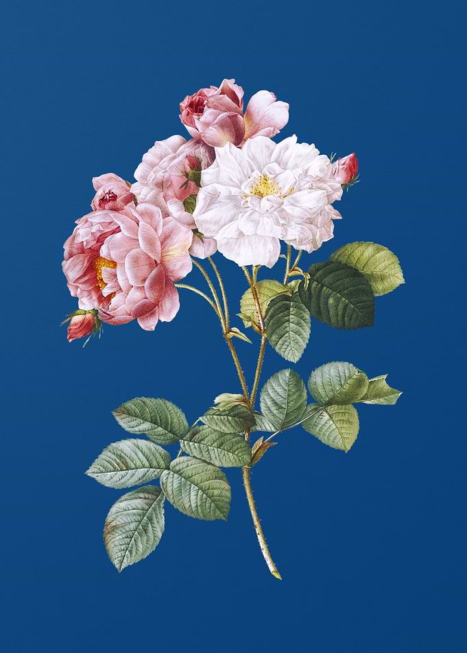Pink Damask Rose