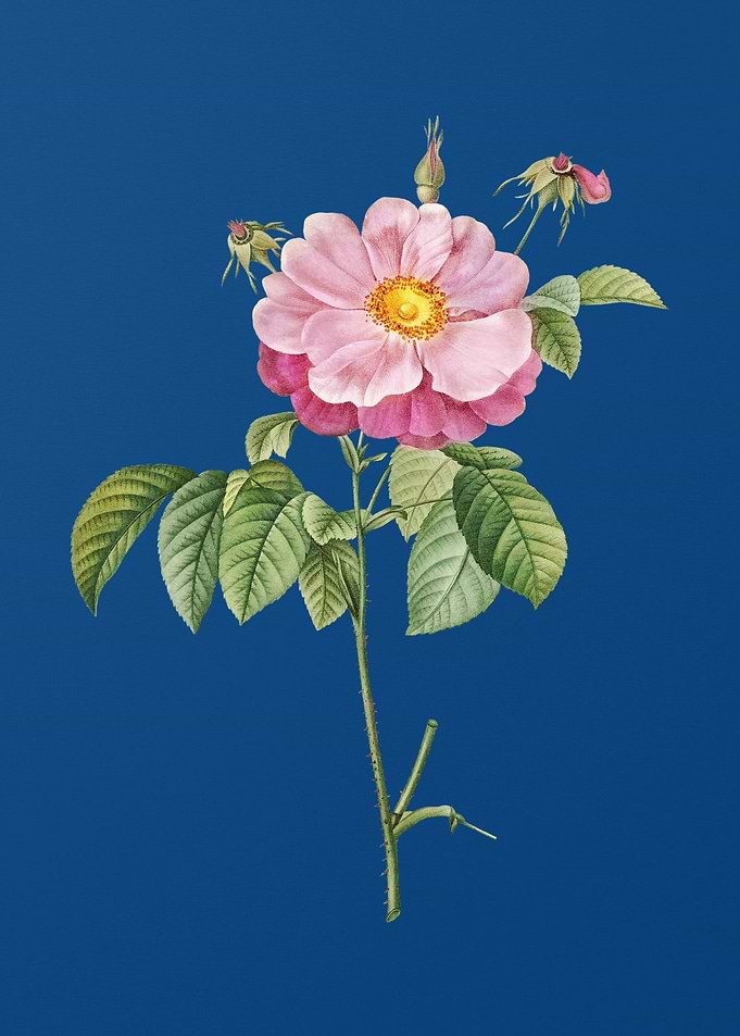 Speckled Provins Rose