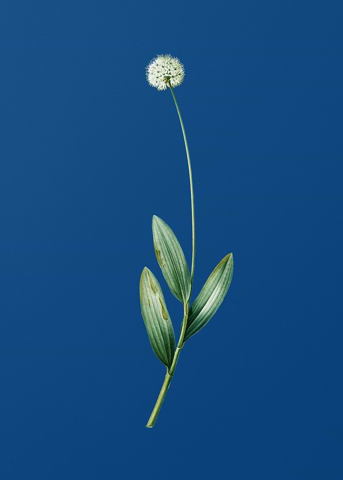 Victory Onion