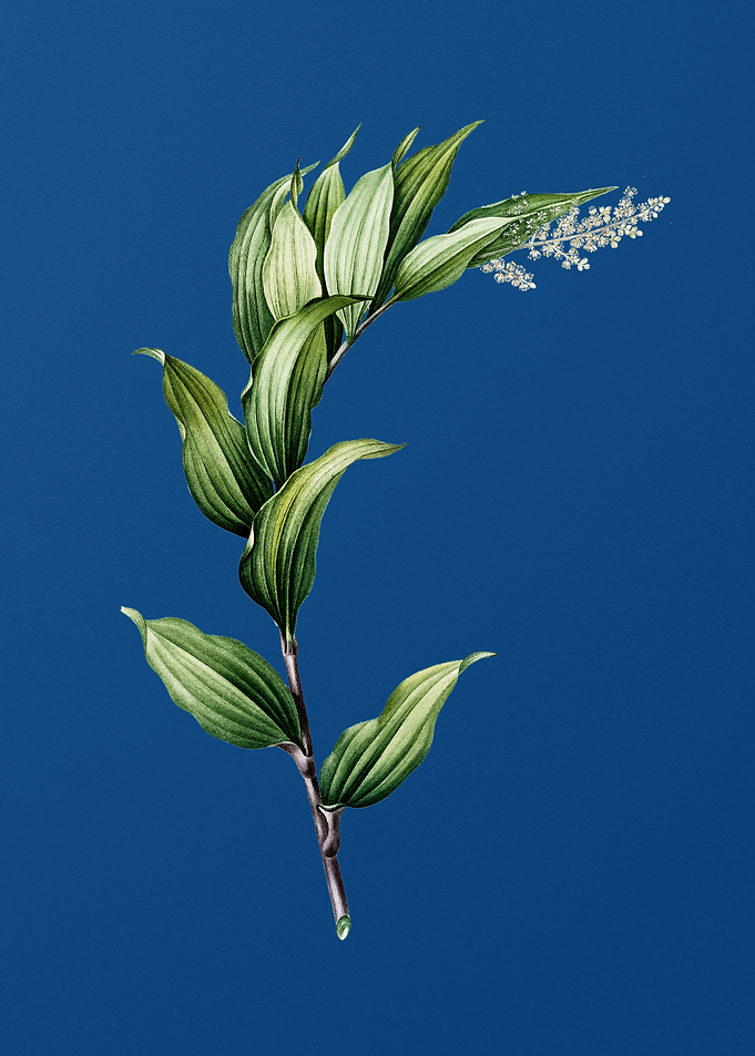 Treacleberry