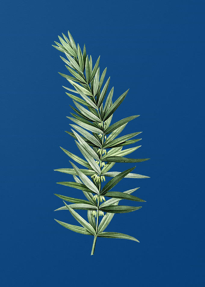 Whorled Solomons Seal
