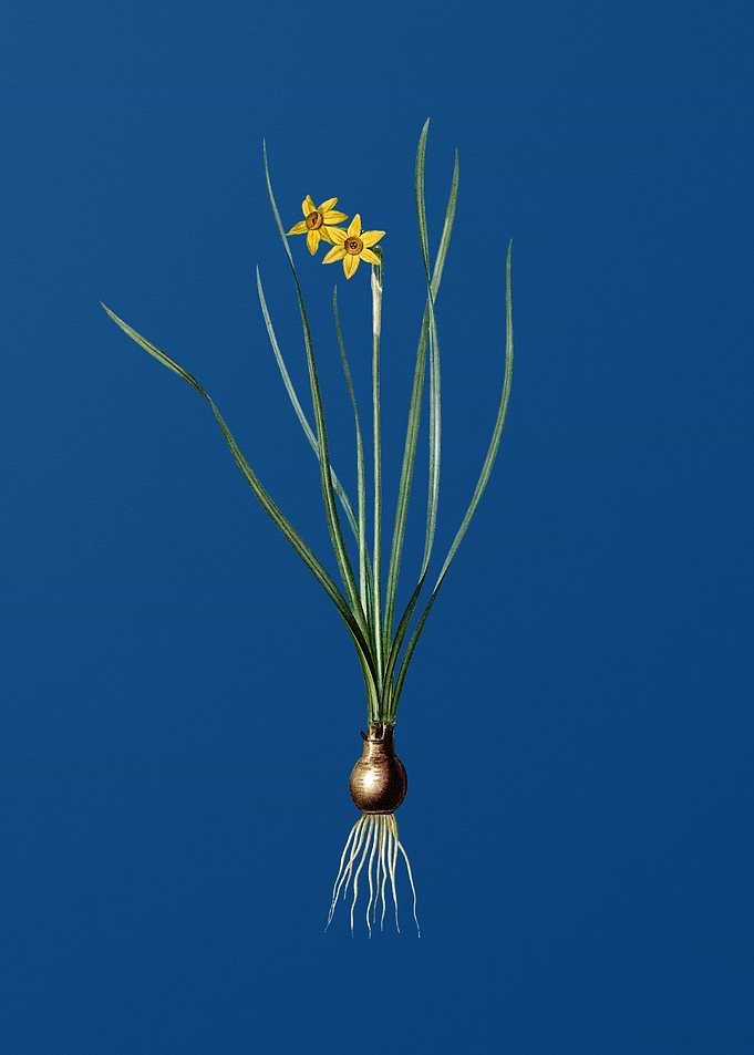 Rush Leaf Jonquil on Blue