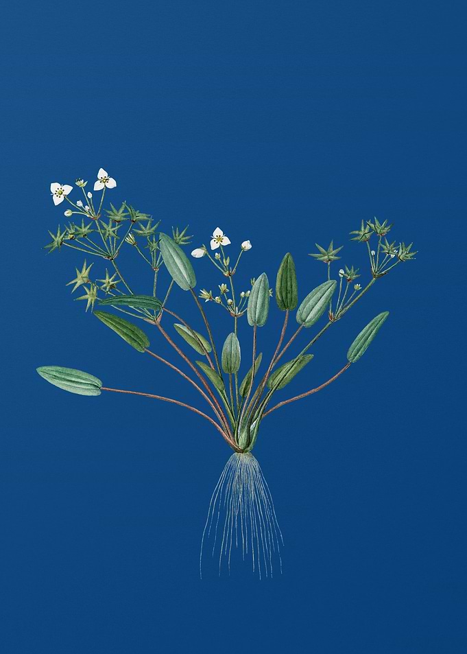 Starfruit on Classic Blue