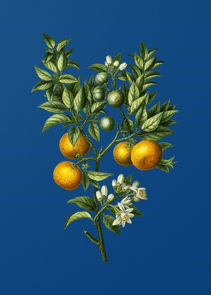 Bitter Orange on Blue