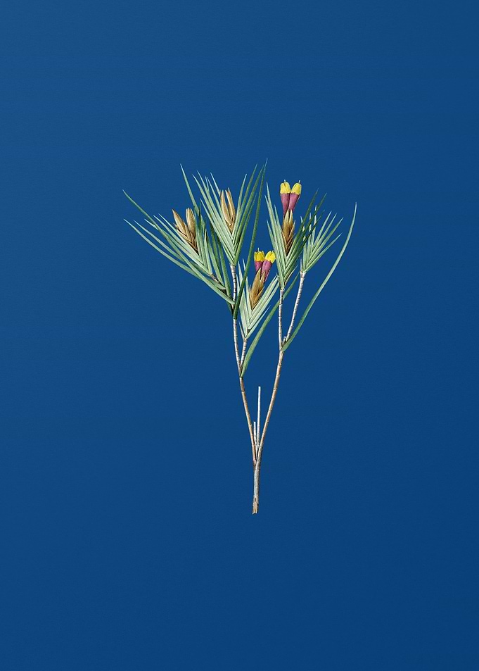 Witsenia Maura on Blue