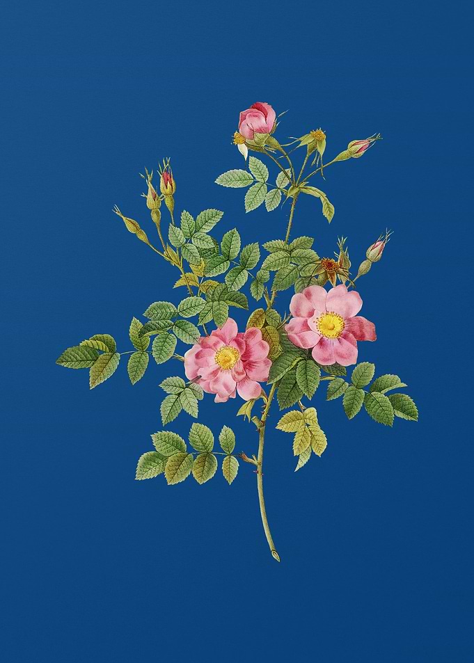 Pink Rosebush Bloom