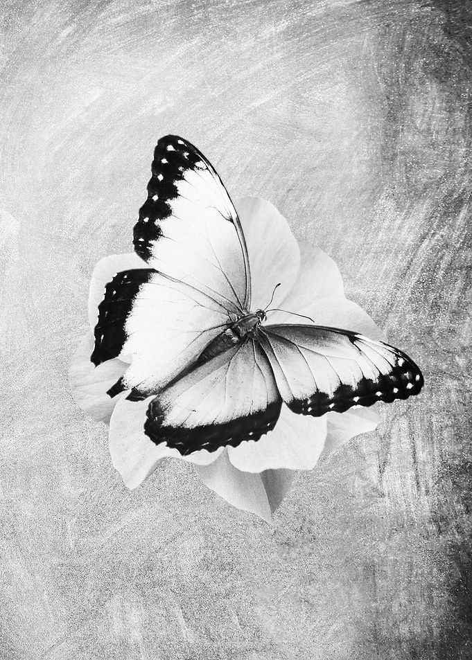 Beautiful Butterfly