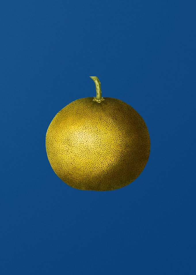 Adams Apple on Blue