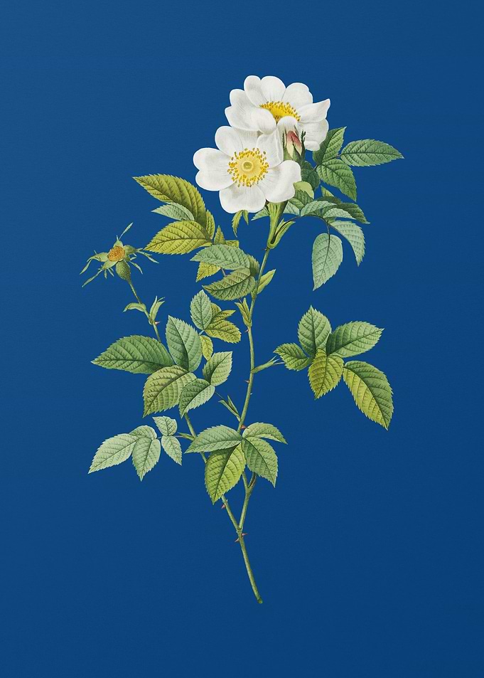 White Anjou Roses