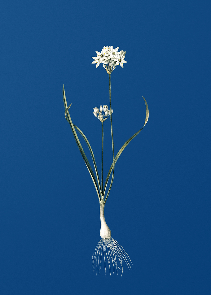 Three Cornered Leek
