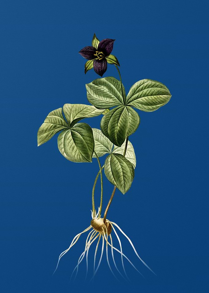 Trillium Rhomboideum