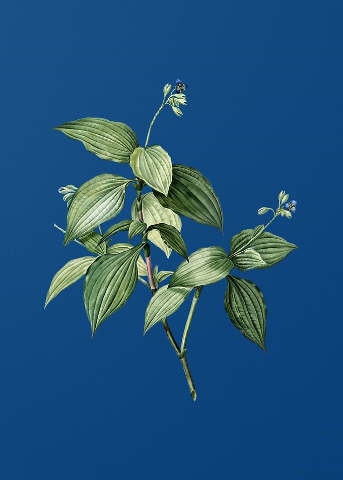 Tradescantia Erecta