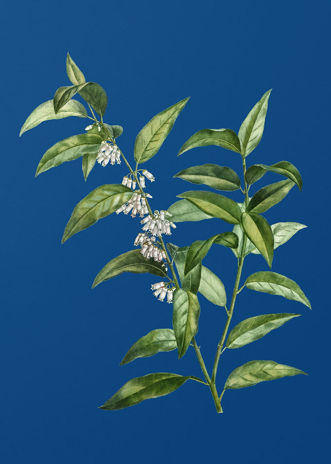 Andromeda Acuminata Bloom
